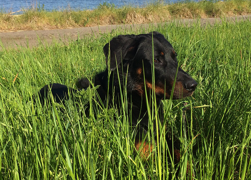 Neun Monate alter Beauceronrüde.